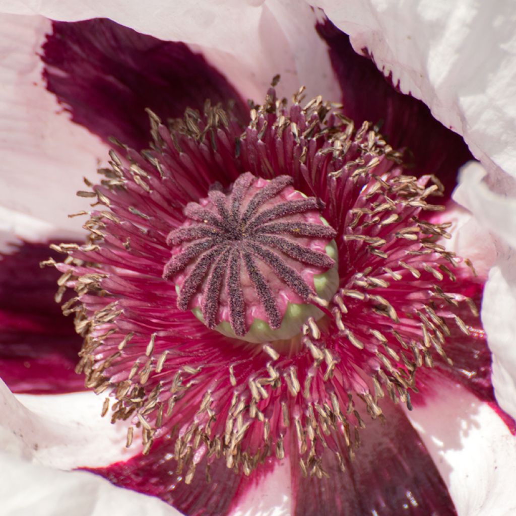 Papaver orientale Royal Wedding - Oriental Poppy