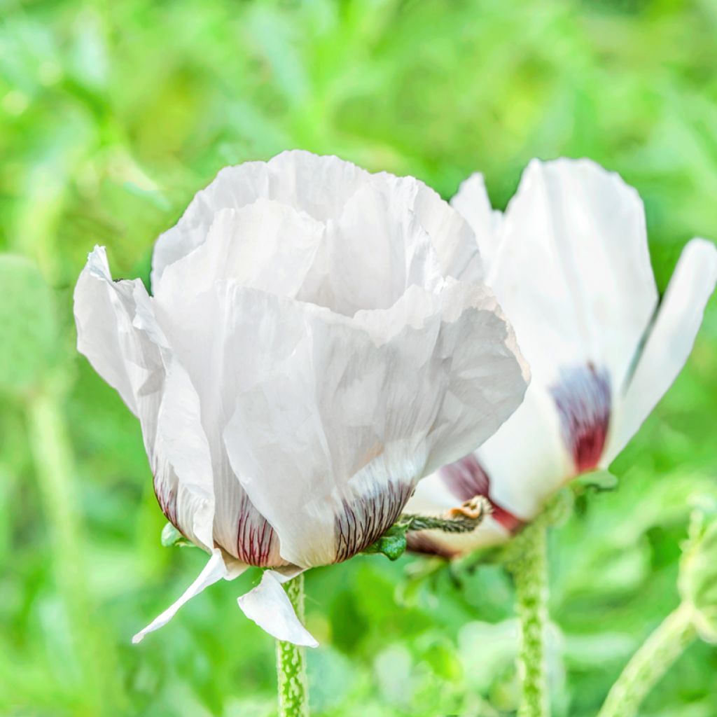 Papaver orientale Royal Wedding - Oriental Poppy