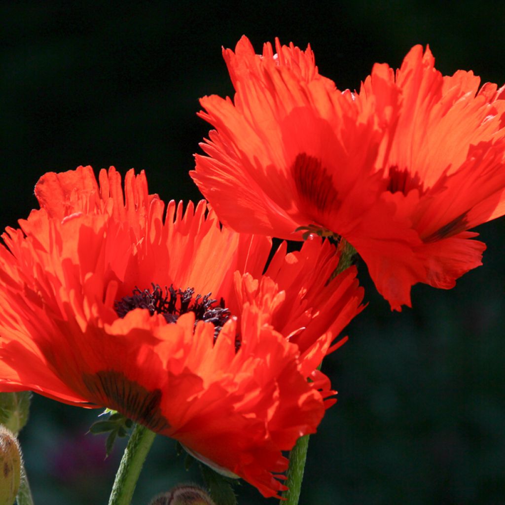 Papaver orientale Türkenlouis - Oriental Poppy