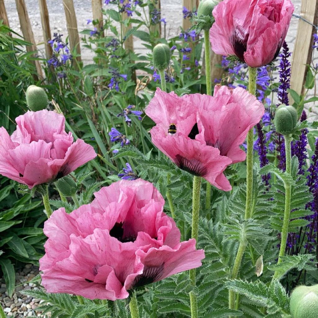 Oriental Poppy Pink Perfection - Papaver orientale