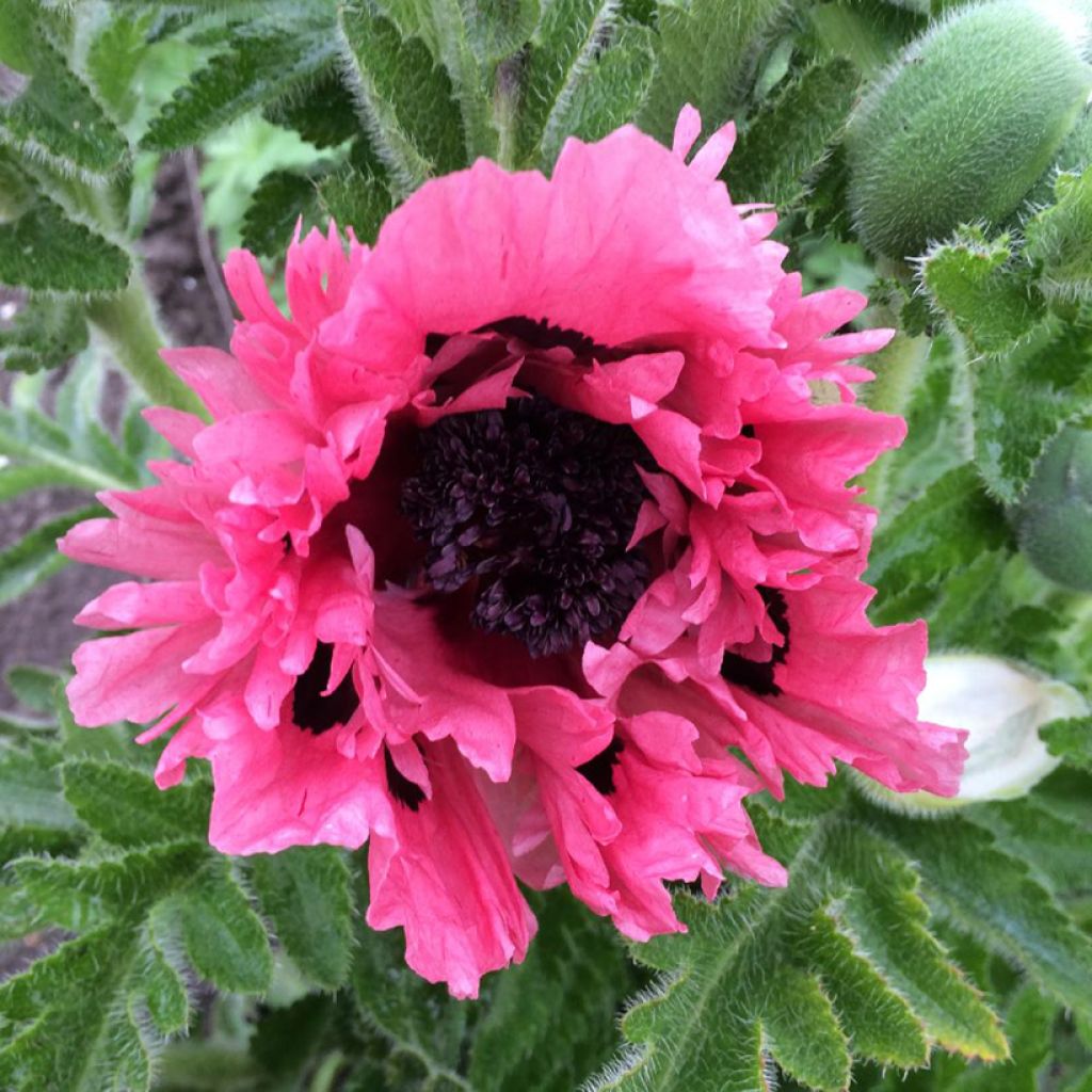 Oriental Poppy Pink Perfection - Papaver orientale