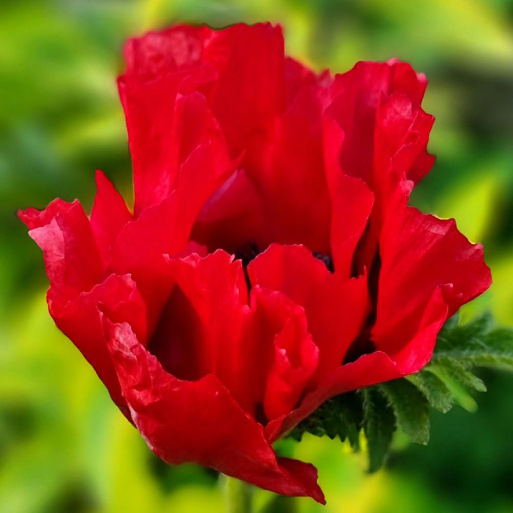 Oriental Poppy Red Rumble - Papaver orientale