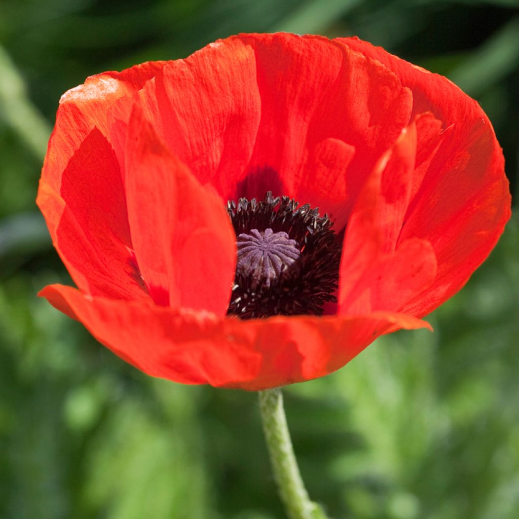 Papaver orientale Allegro - Oriental Poppy