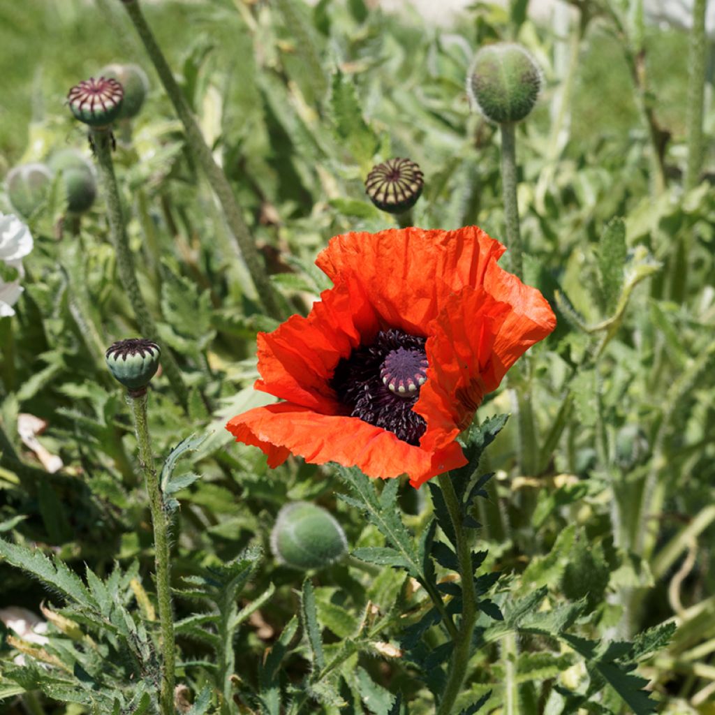 Papaver orientale Allegro - Oriental Poppy