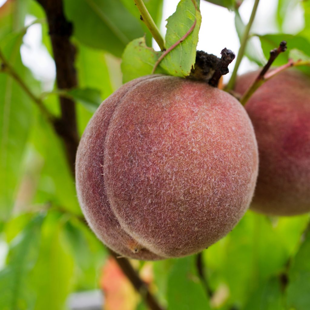 Prunus persica Sanguine de Ferlay - Vineyard Peach Tree