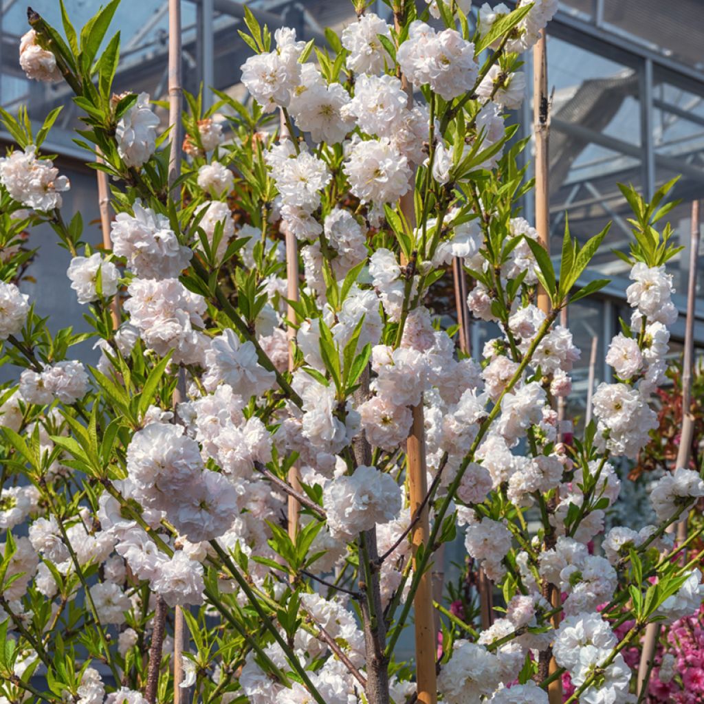 Prunus persica Taoflora White - Peach Tree