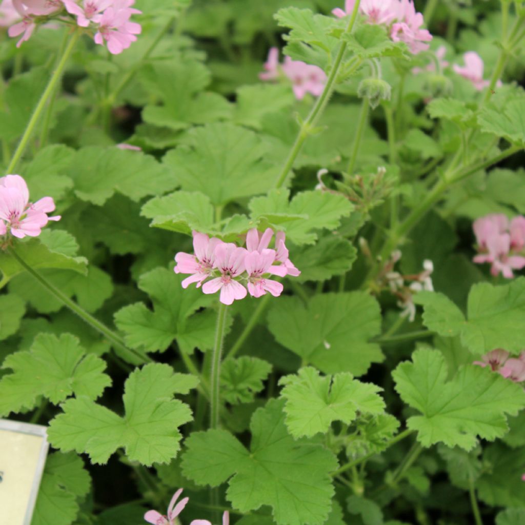 Pelargonium Attar of Roses