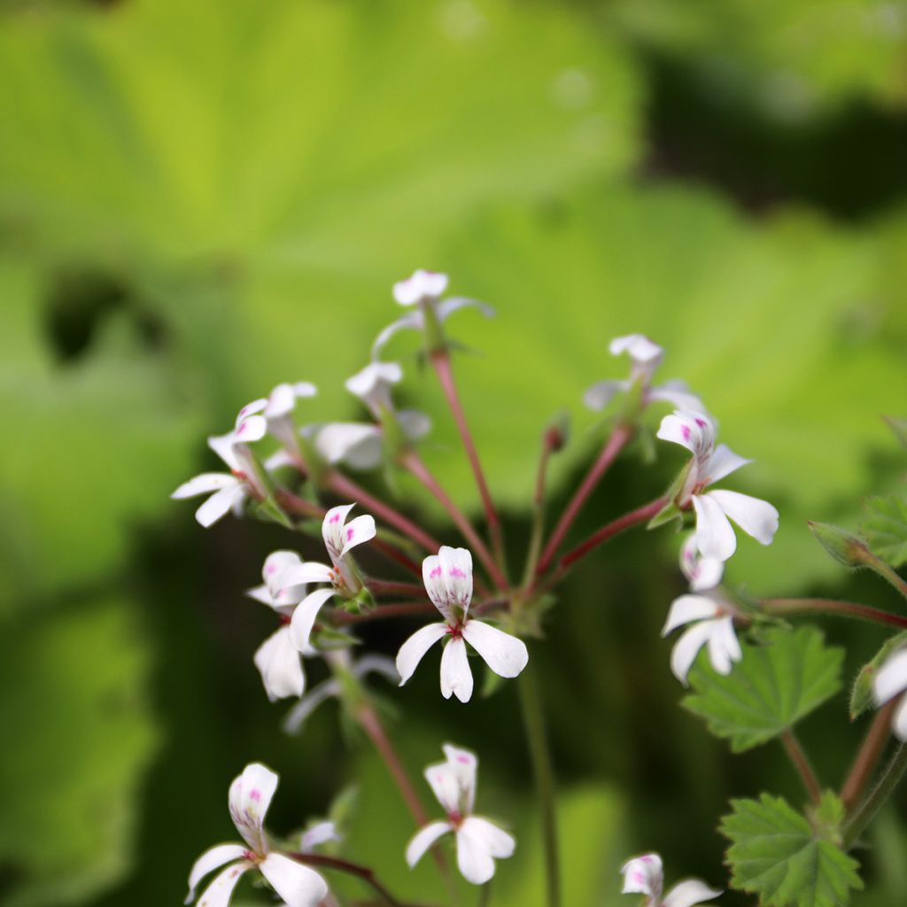 Pelargonium album 