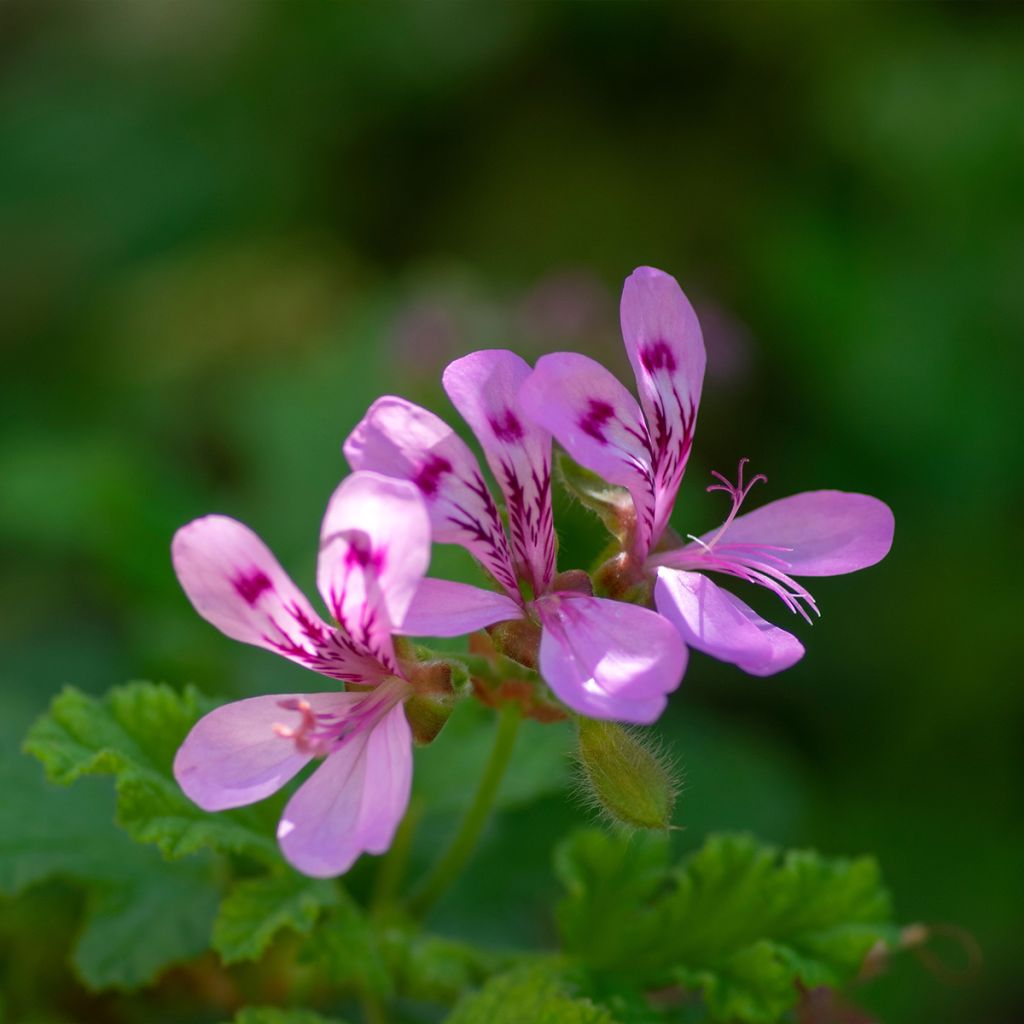 Pelargonium quercifolium