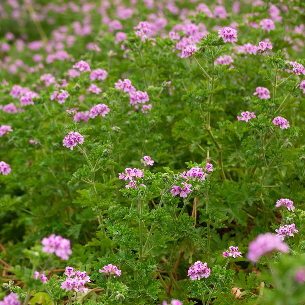 Pelargonium quercifolium