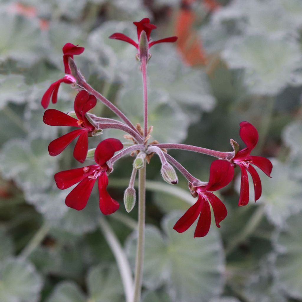 Pelargonium sidoides 