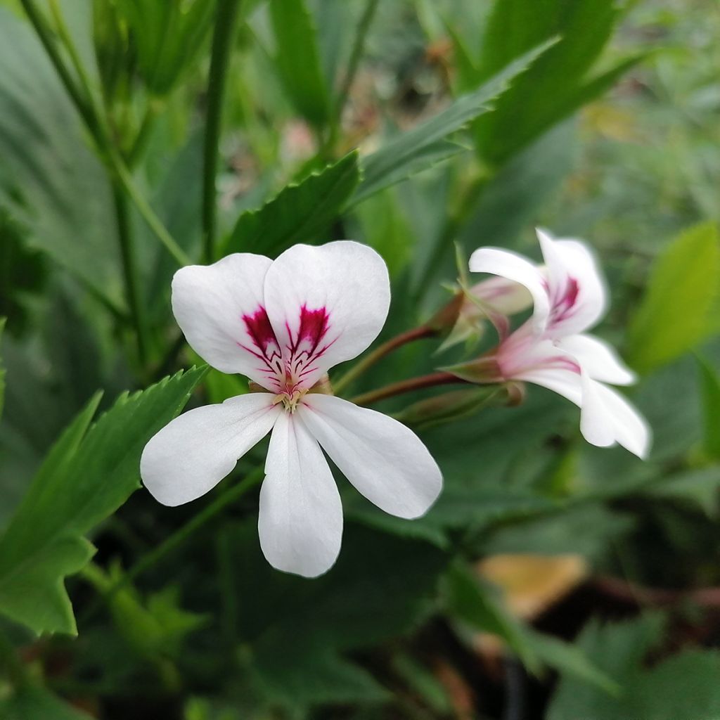 Pelargonium tricuspidatum - Géranium botanique