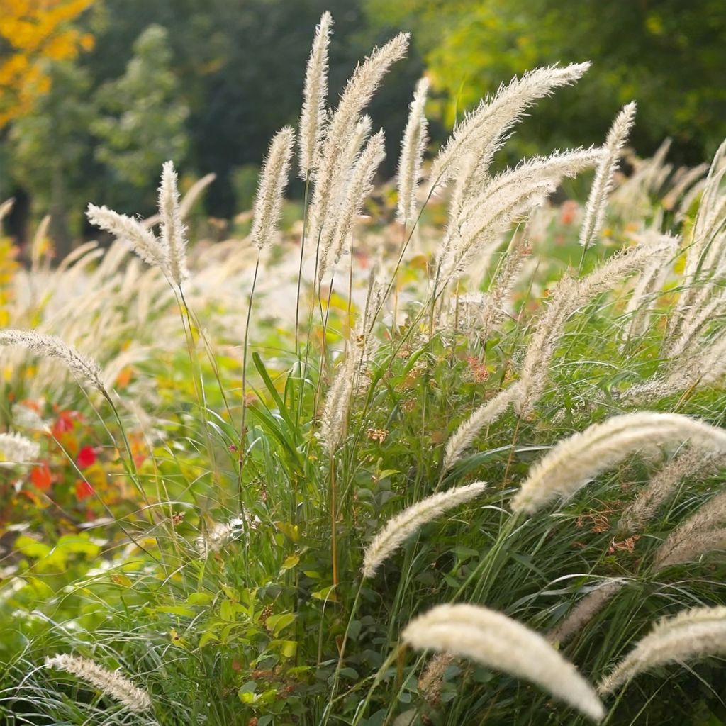 Pennisetum macrourum White Lancer - African feather grass