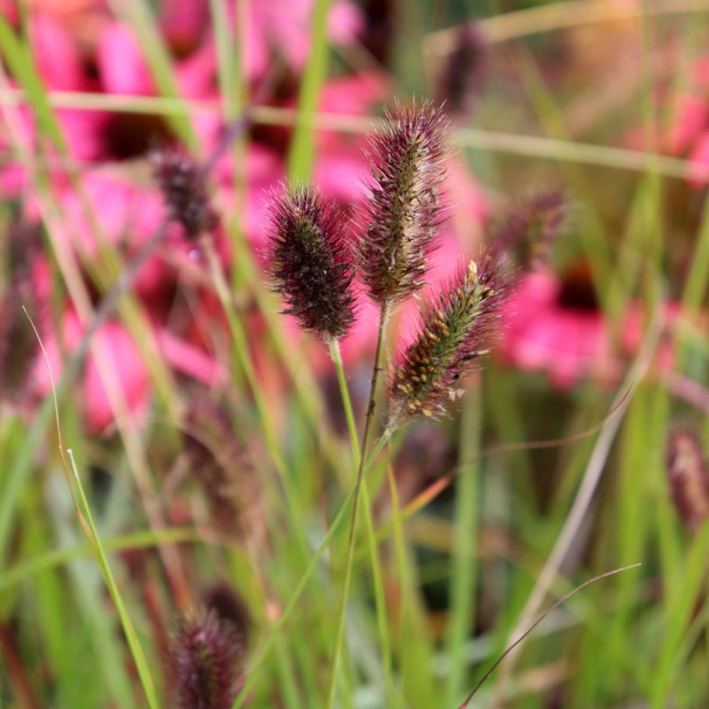 Pennisetum massaicum Red Button - African feather Grass