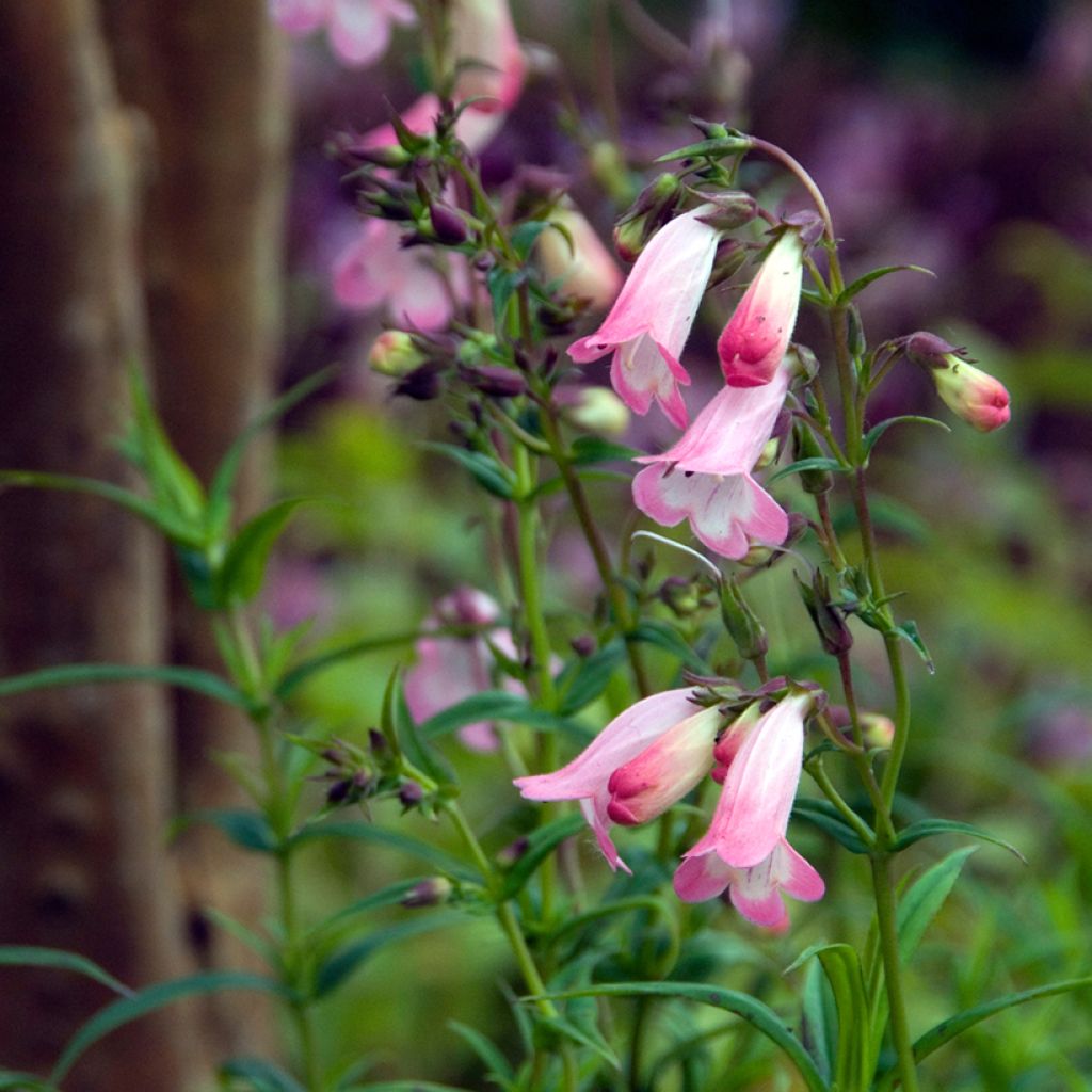 Penstemon Apple Blossom - Beardtongue