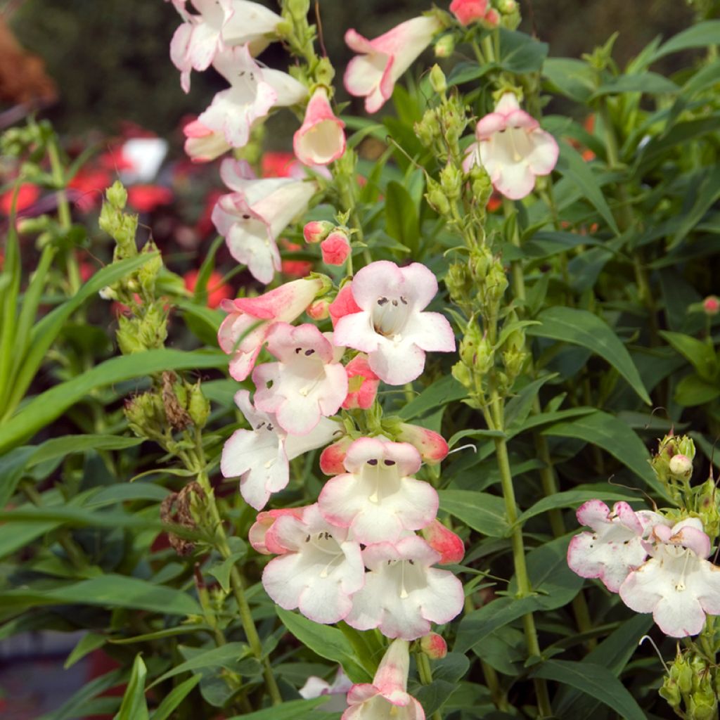 Penstemon Apple Blossom - Beardtongue