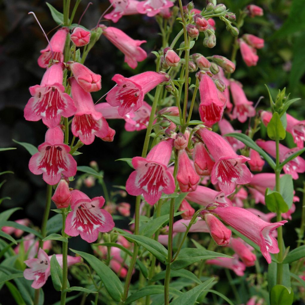 Penstemon hybrida Hewell Pink Bedder - Beardtongue