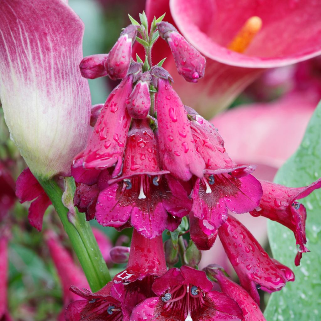 Penstemon hybrida Rich Rubyv