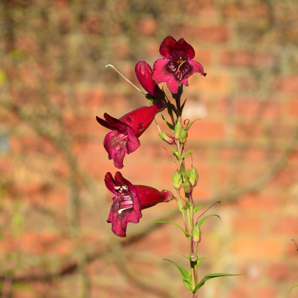 Penstemon hybrida Rich Rubyv