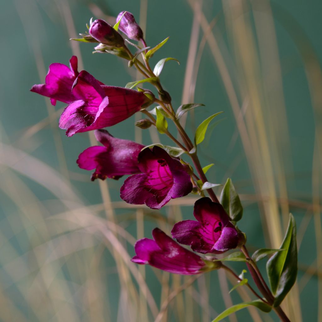 Penstemon hybrida Rich Rubyv