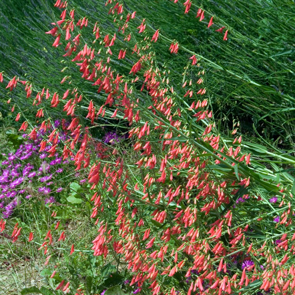 Penstemon barbatus Coccineus - Beardtongue