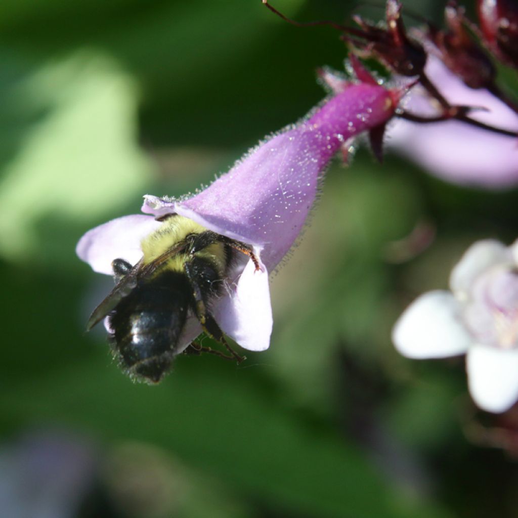 Penstemon digitalis Dark Towers - Foxglove beardtongue