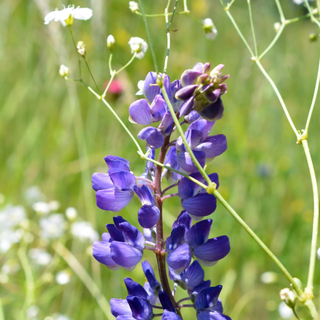 Penstemon glaber - Beardtongue