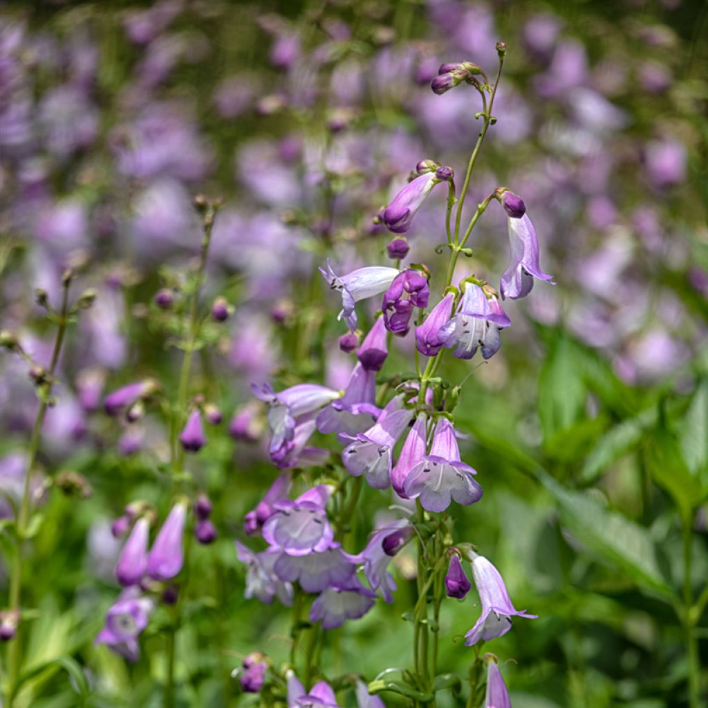 Penstemon Alice Hindley - Beardtongue