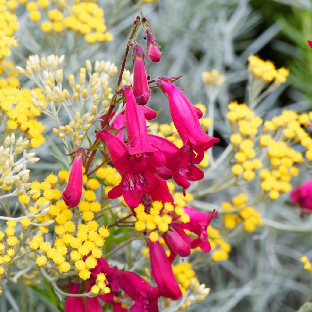 Penstemon campanulatus Garnet - Beardtongue