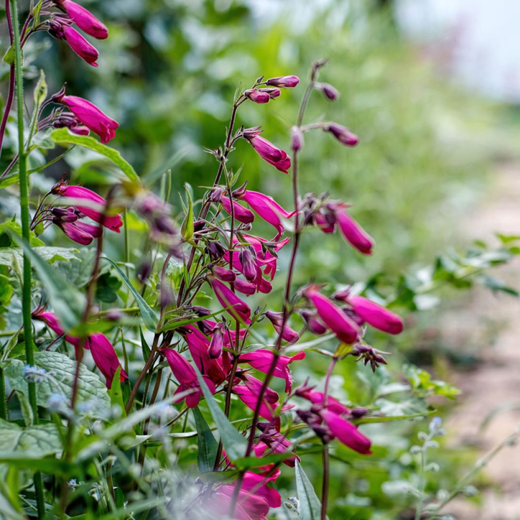 Penstemon campanulatus Garnet - Beardtongue