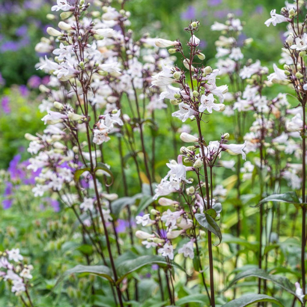 Penstemon digitalis Husker Red - Foxglove beardtongue