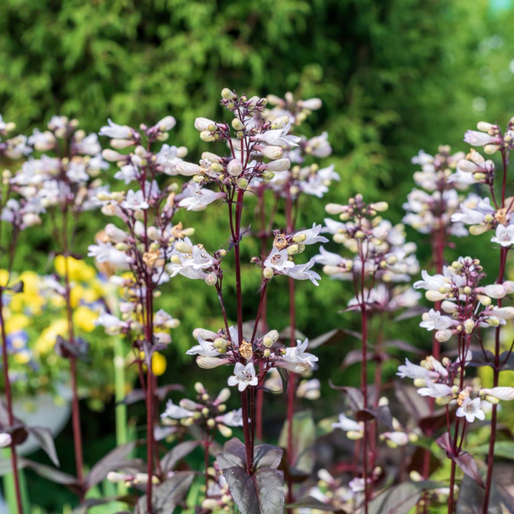 Penstemon digitalis Husker Red - Foxglove beardtongue