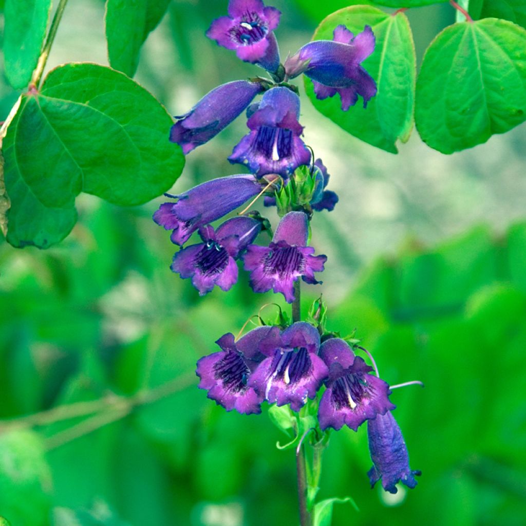 Penstemon Midnight - Beardtongue