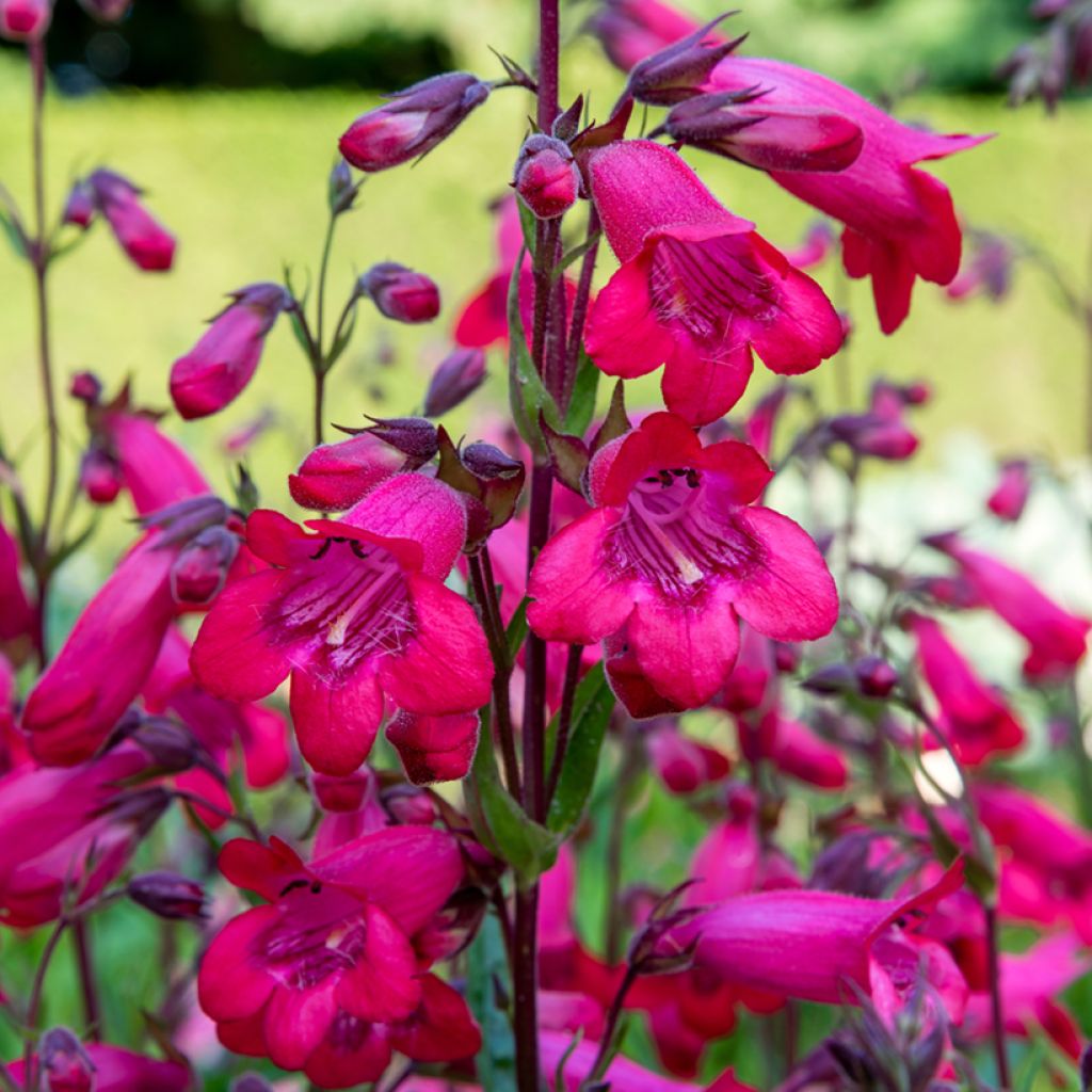 Penstemon Schoenholzeri - Beardtongue