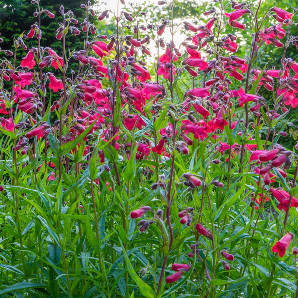 Penstemon Schoenholzeri - Beardtongue