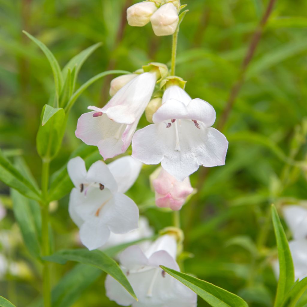 Penstemon White Bedder - Beardtongue