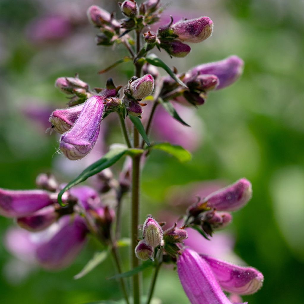 Penstemon smallii - Beardtongue