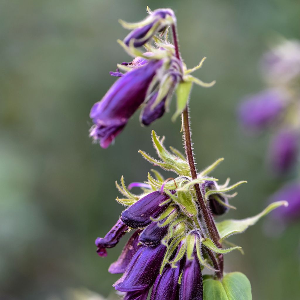 Penstemon strictus - Beardtongue