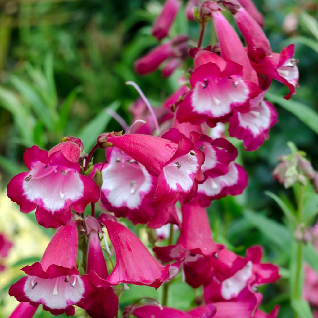 Penstemon x mexicali Sunburst Ruby - Galane hybride