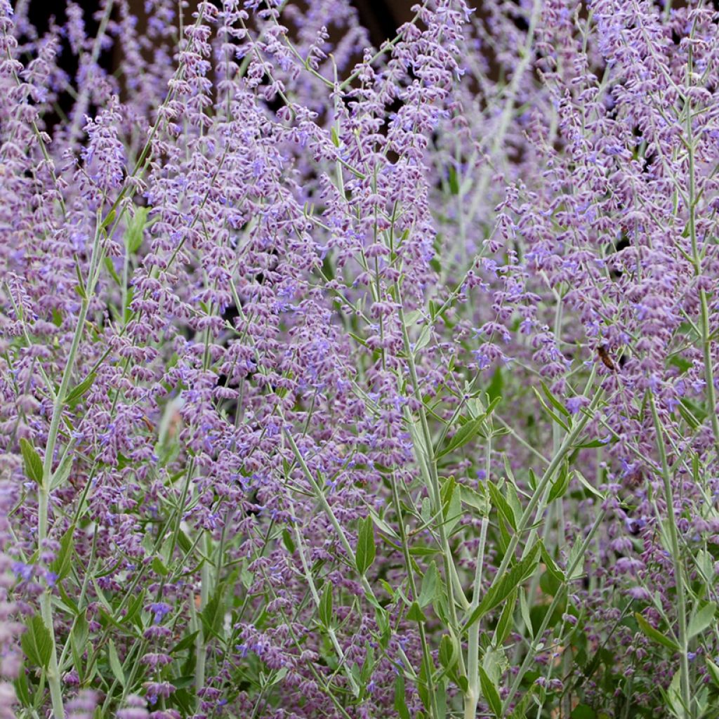 Perovskia  atriplicifolia Silvery Blue - Russian Sage