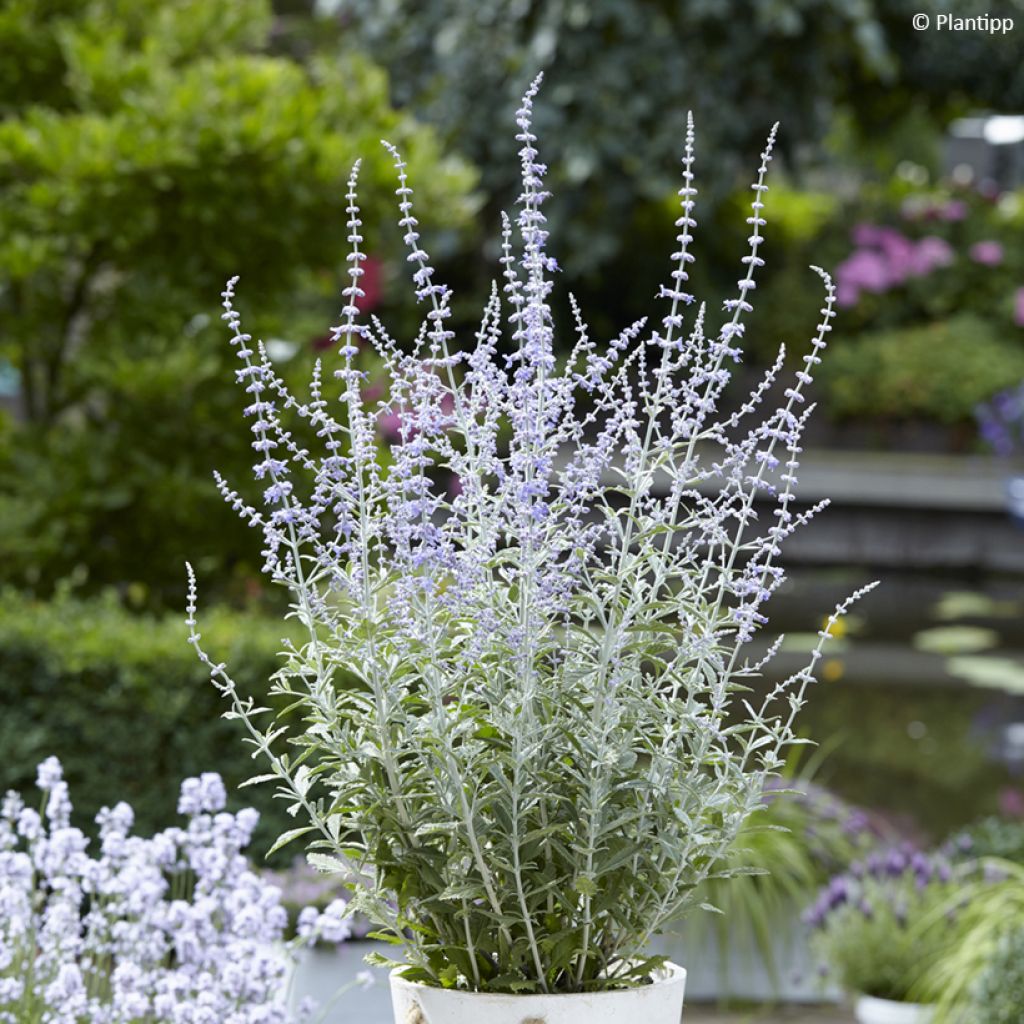 Perovskia  atriplicifolia Silvery Blue - Russian Sage