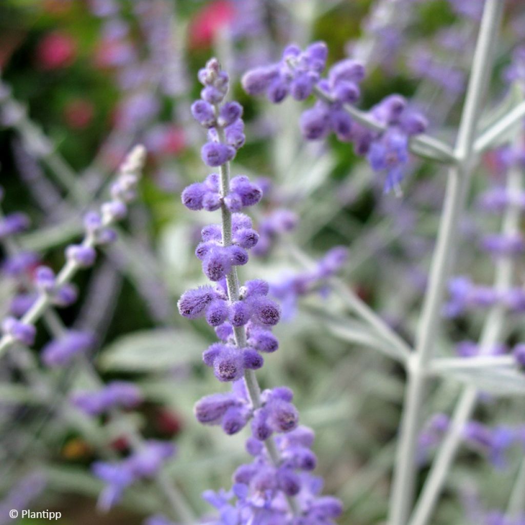 Perovskia  atriplicifolia Silvery Blue - Russian Sage