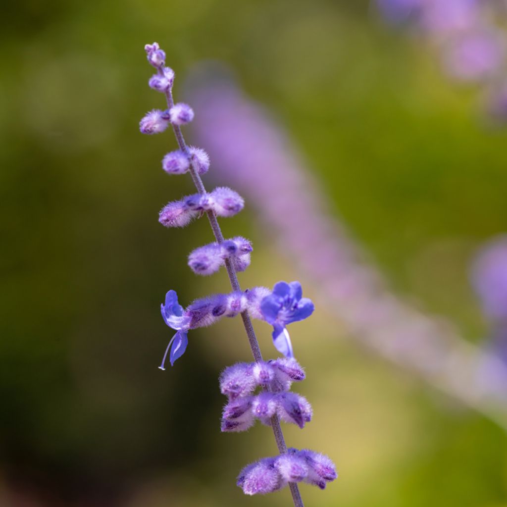 Perovskia atriplicifolia Blue Spire - Russian Sage