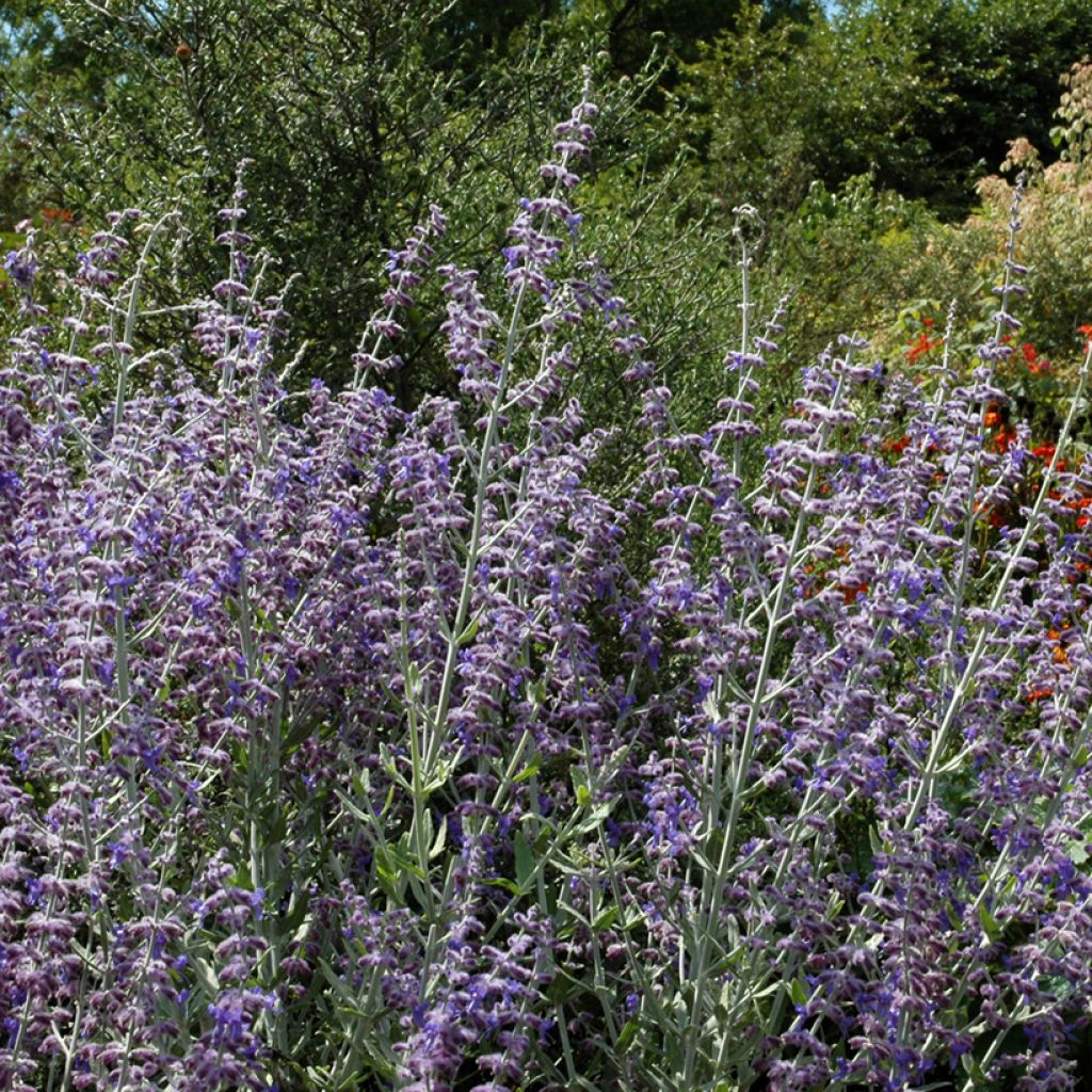 Perovskia atriplicifolia Little Spire - Russian Sage