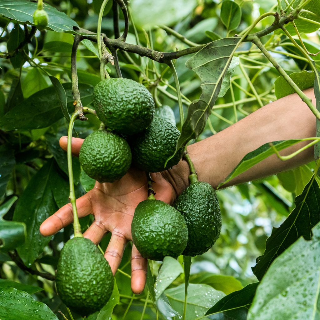 Avocado Tree Hass - Persea americana