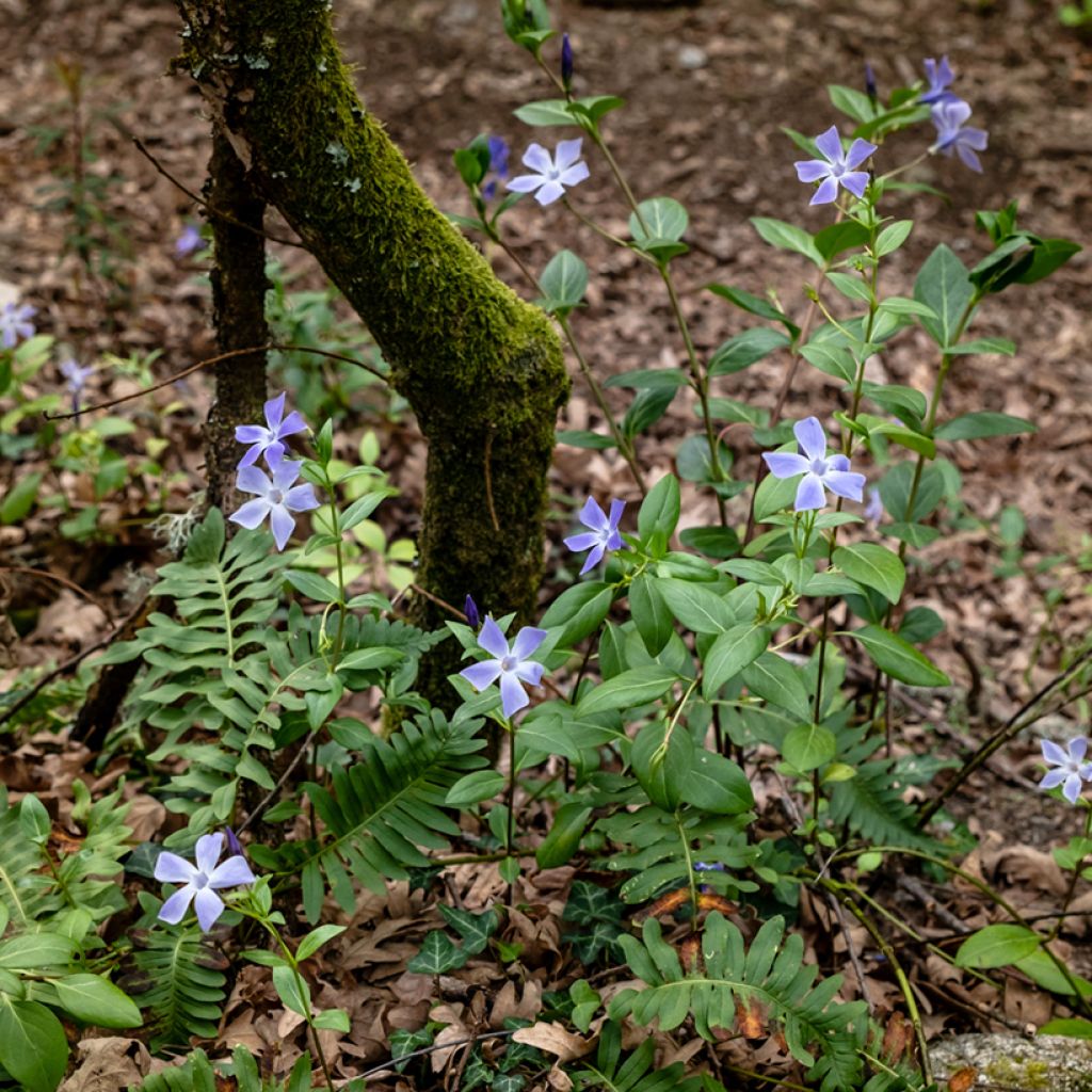 Vinca difformis