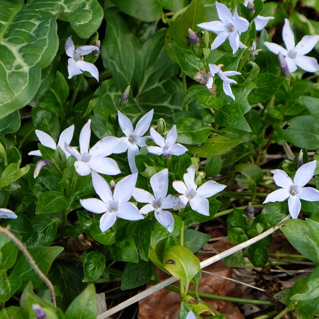 Vinca difformis