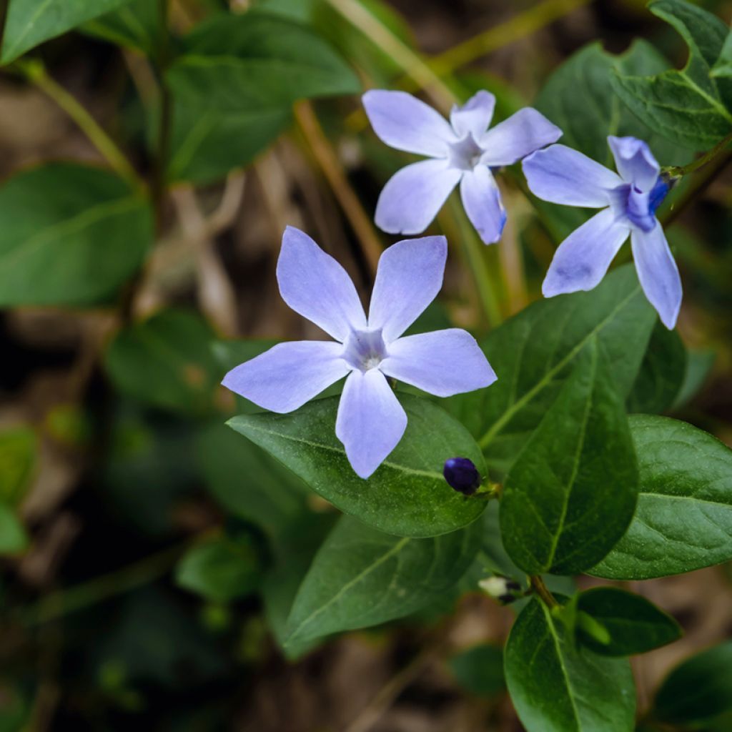 Vinca difformis