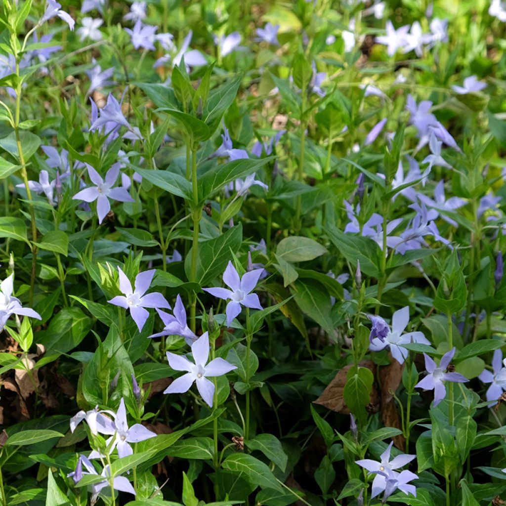 Vinca difformis