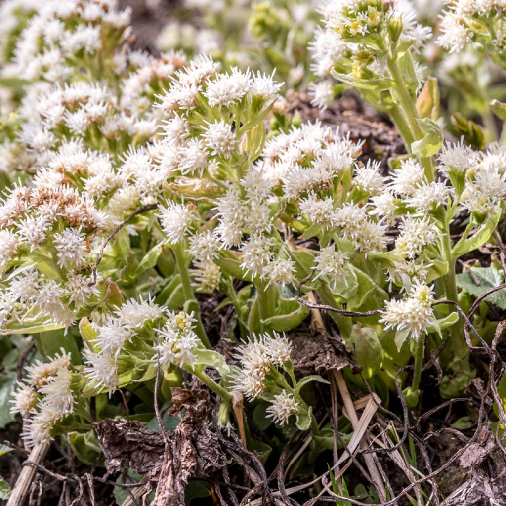 Petasites albus